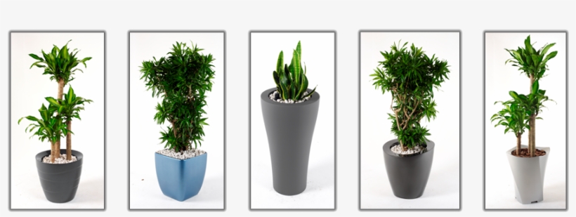 Indoor Plants - Plants For Noise Reduction Indoor, transparent png