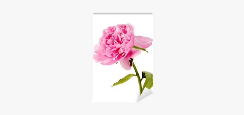 Peony, transparent png