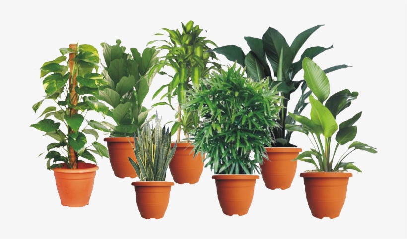 Indoor Plants - Money Plants, transparent png