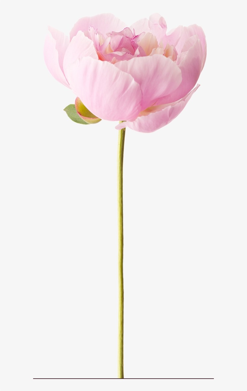 Peony - Photograph, transparent png