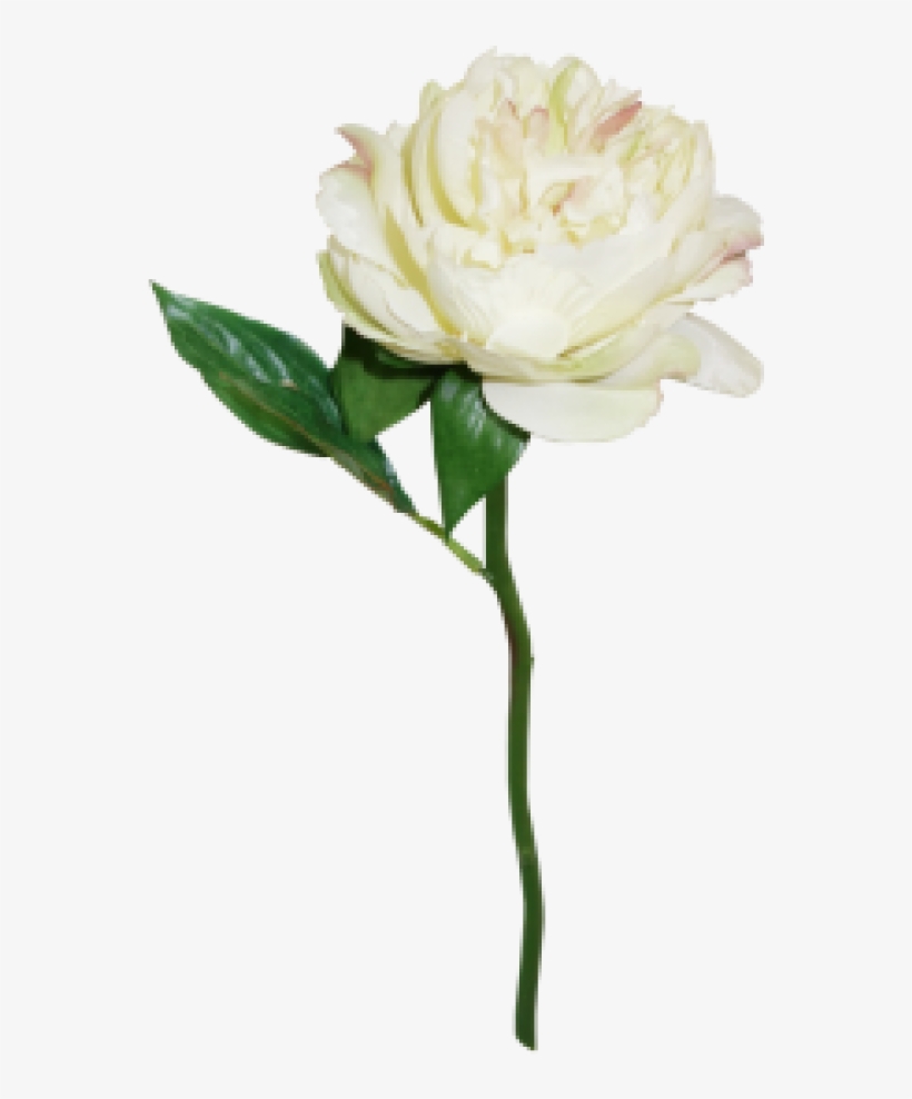 Peony, transparent png