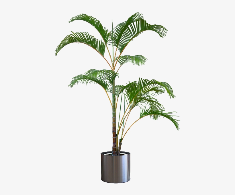 Pleasures In Helping Beautiful Transparent Plants - Silhouette Plants, transparent png