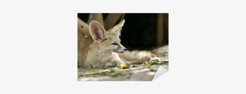 Coyote, transparent png