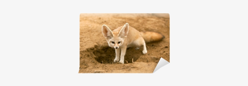 Fennec Fox Desert Animals, transparent png