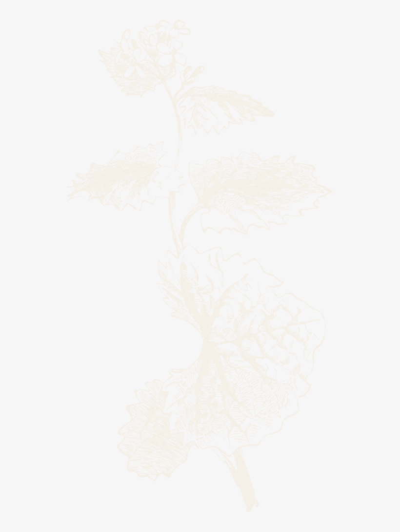 Foxtail Lily, transparent png