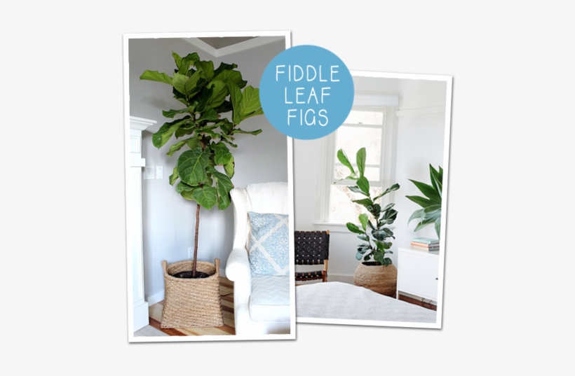 Do You Ever Get Your Heart Set On Something For Your - Indoor Big Plant Tree, transparent png
