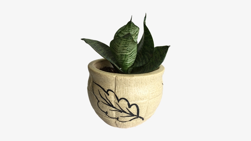 Sansevieria Absorbs Carbon Dioxide And Releases Oxygen - Viper's Bowstring Hemp, transparent png