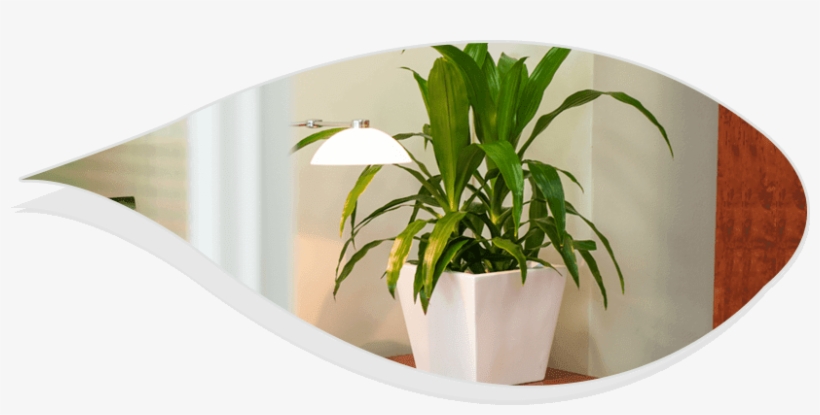 You Will Only Have To Invest Some Time In Order To - Houseplant, transparent png