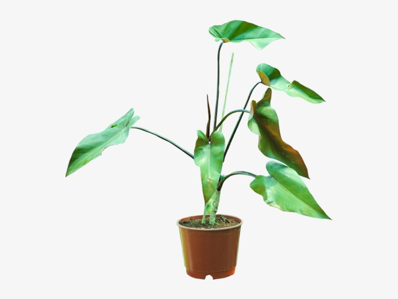 Blushing Philodendron - Philodendron, transparent png