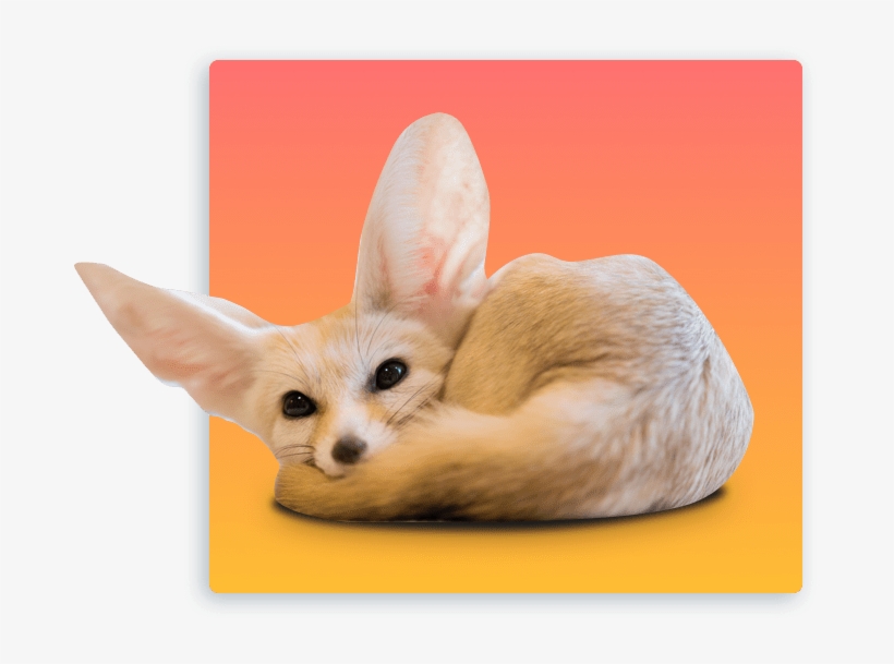 We Hope To Close The Distance, Whether It Be A Physical - Fennec Fox, transparent png