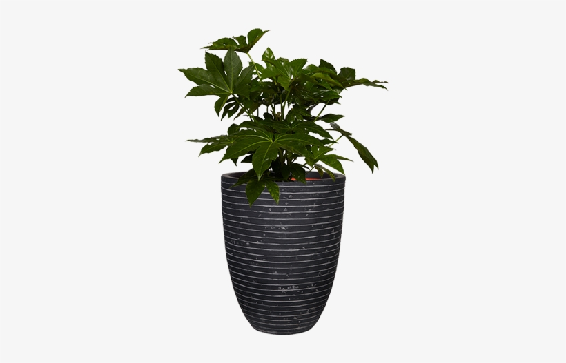 Capi Nature - Flowerpot, transparent png