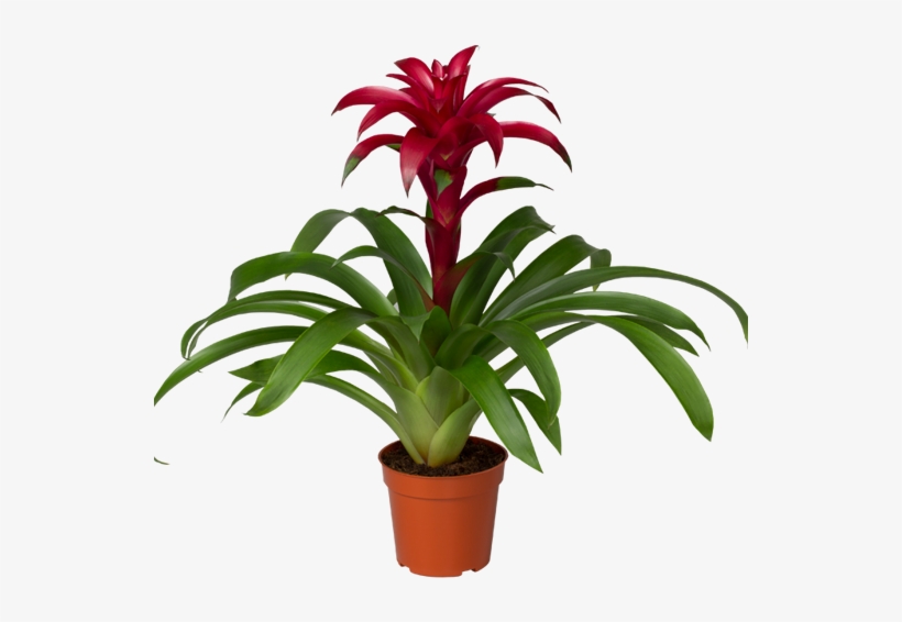 About Us - Care For Bromeliads, transparent png