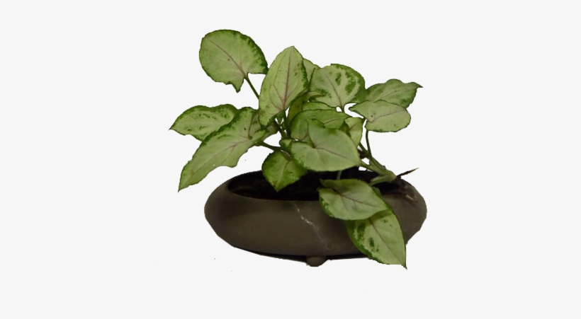 Quick View - Cabbage White, transparent png