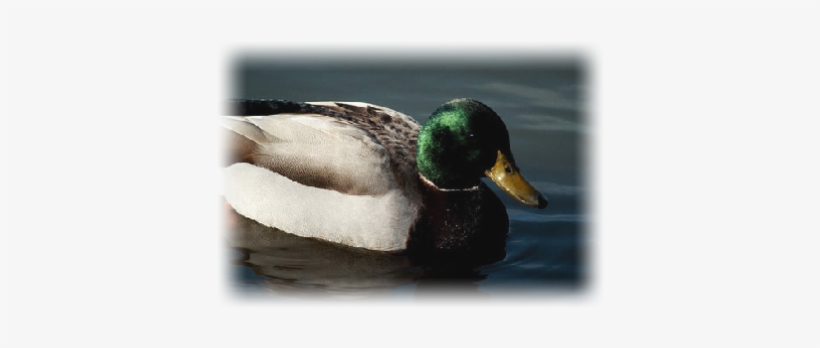 Ducks, transparent png