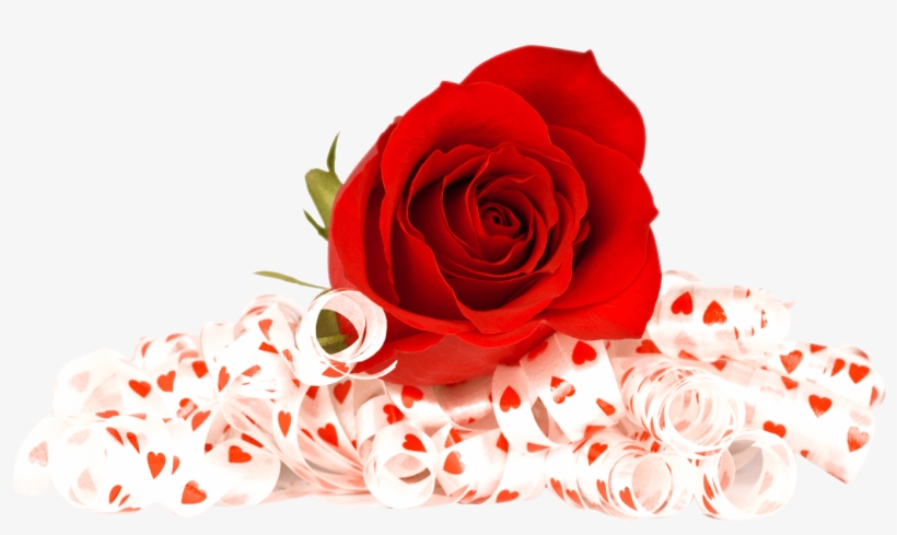 Valentines Day Roses Png Photo - Flowers Red Rose Png, transparent png