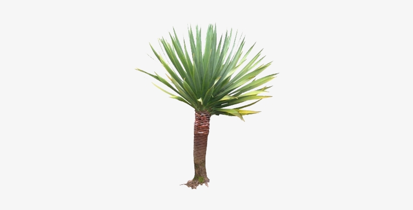 Orand Nursery - Yucca Plant Png, transparent png