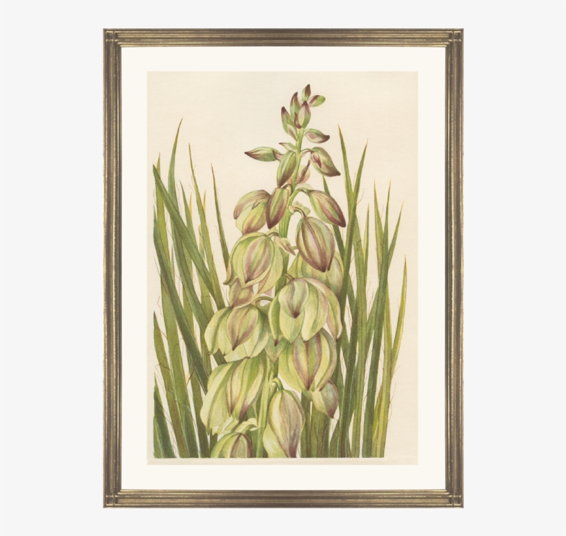 Yucca - N American Wild Flowers 1925 Yucca Poster Print By, transparent png