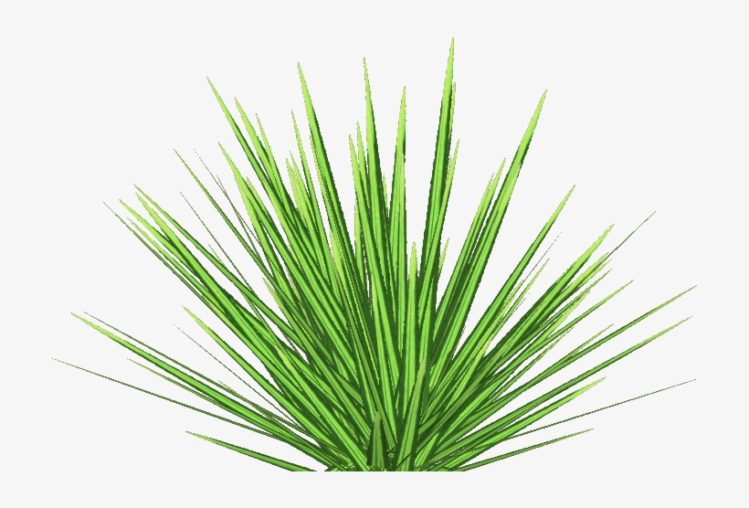 Phormium Tenax 6 - Lawn, transparent png