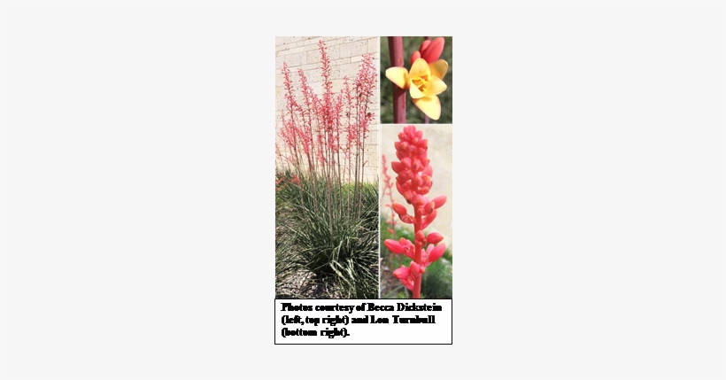 Red Yucca, Hesperaloe Parviflora - Hesperaloe Parviflora, transparent png