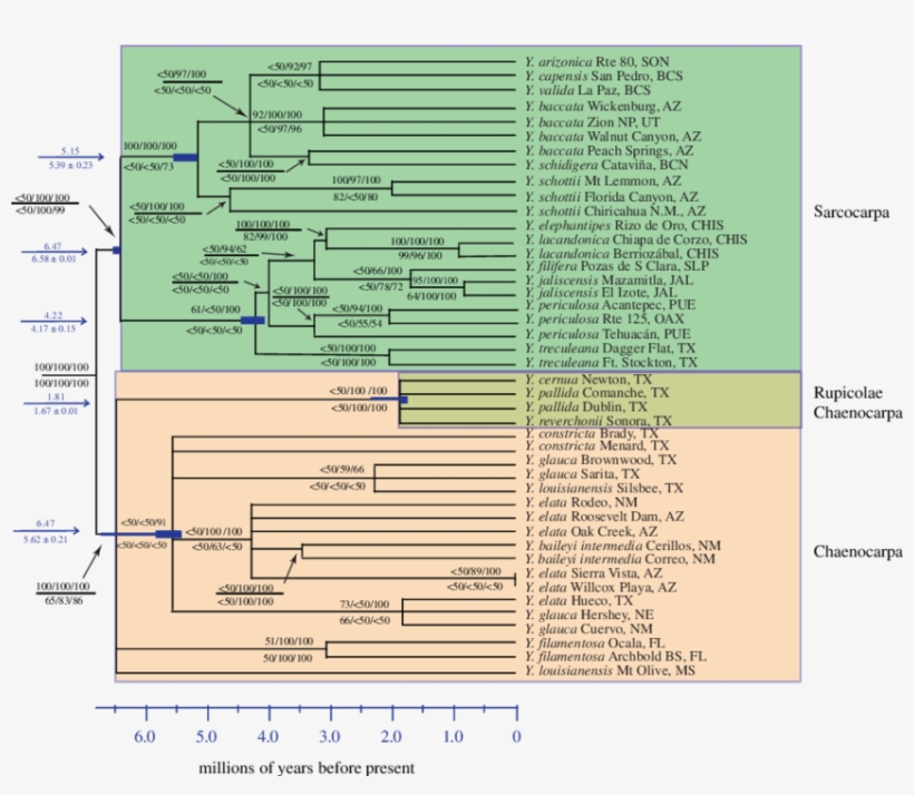 Chronogram Of Yucca Based On The Bayes Consensus Of - Data Set, transparent png