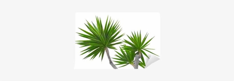 Plants, transparent png