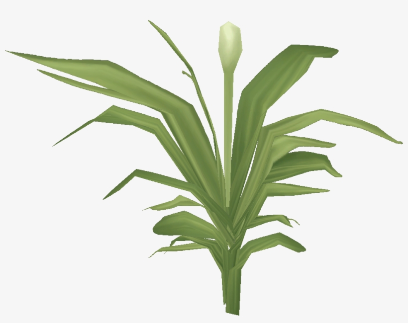 M306 - Agave, transparent png