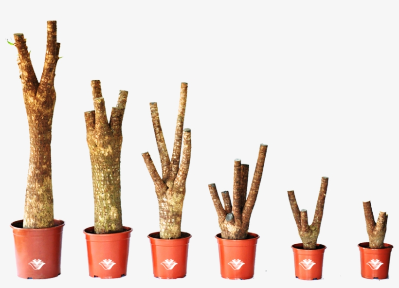 Branched/trunk - Flowerpot, transparent png