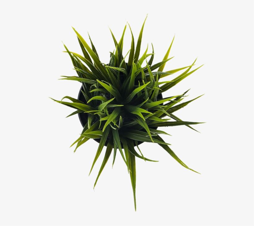 Plant - Calculator, Everplus Electronic Desktop Calculator, transparent png