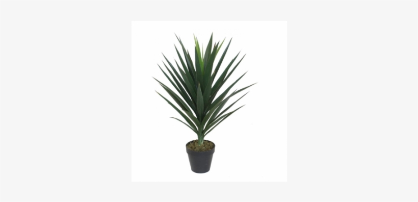 Yucca, transparent png