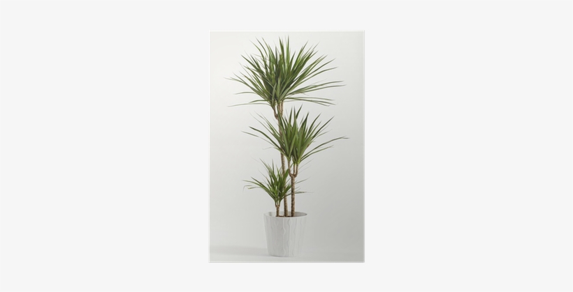 Indoor Plant Pictures With Names, transparent png
