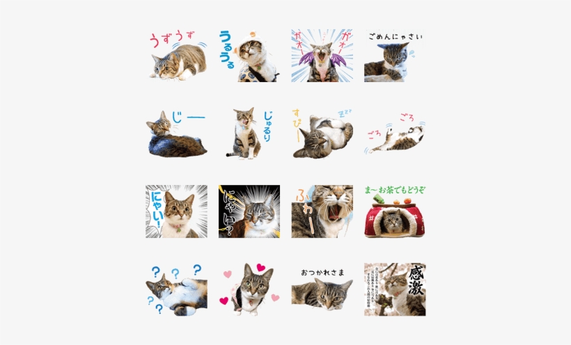 Azumaso Neko Okami - Kitten, transparent png