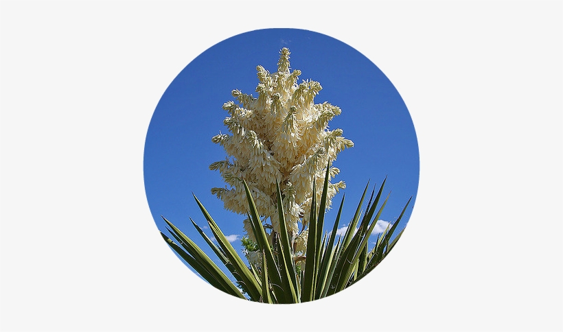 Herbal, Food And Elemental Medicine - Pond Pine, transparent png