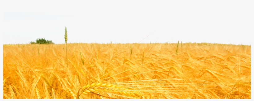 Freeuse Download Wheat Rice Field Golden Oat Cereal - Agnes Denes Wheatfield, transparent png