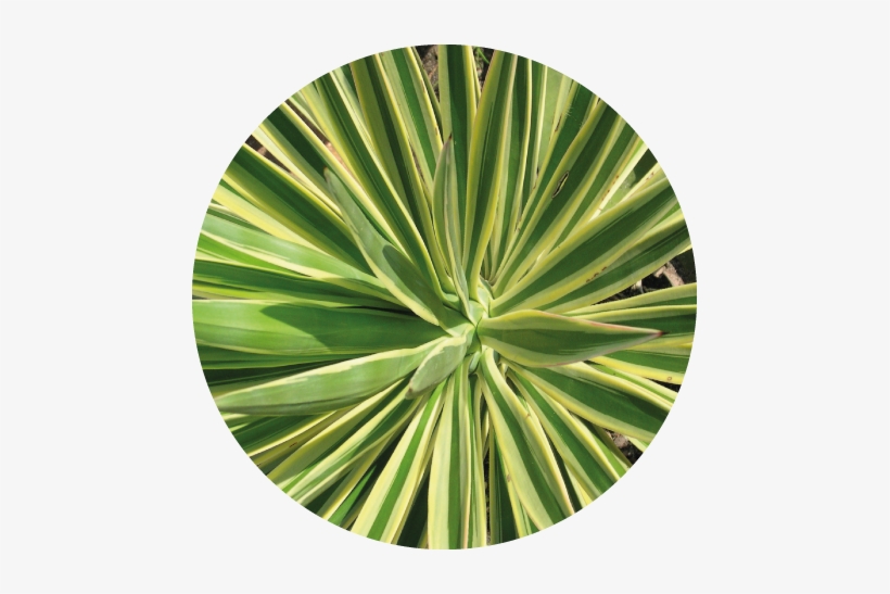 Yucca Extract - Plant In Architectural Garden, transparent png