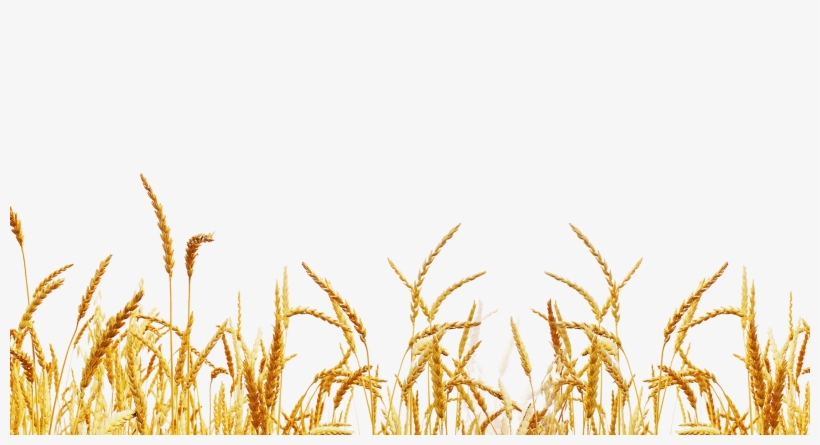 Farm Field Parrallax - Jozef Van Hans Van De Lagemaat Isbn: 9789463425131, transparent png