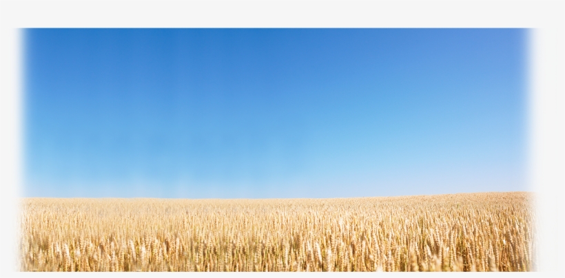 June 25, - Field, transparent png
