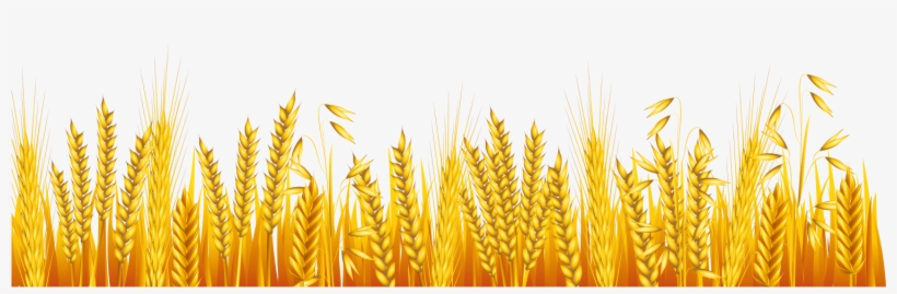 Common Wheat Ear Drawing - Drawing, transparent png