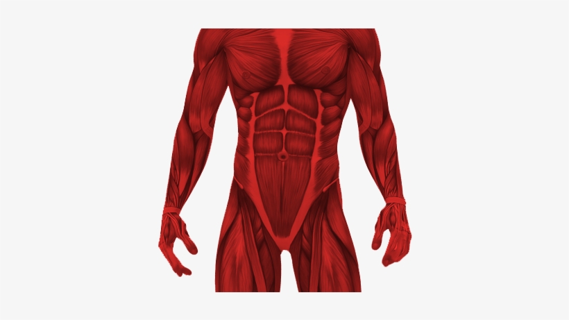 0 / - Z Of Skeletal Muscles [book], transparent png