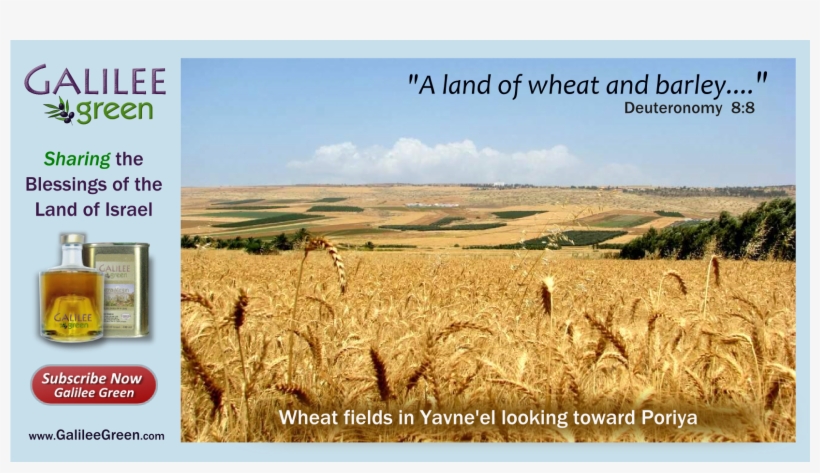 Galilee Wheat - Galilee Green, transparent png