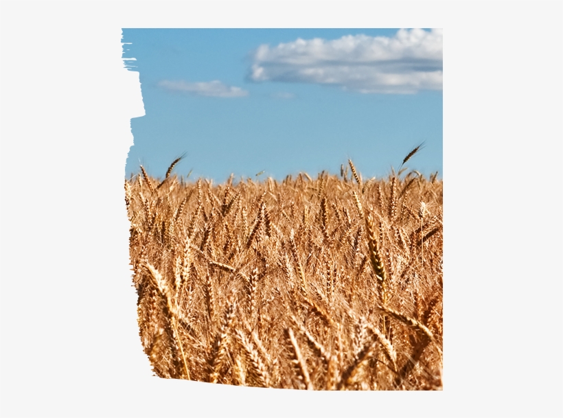 Midwest - Fiber Crop, transparent png