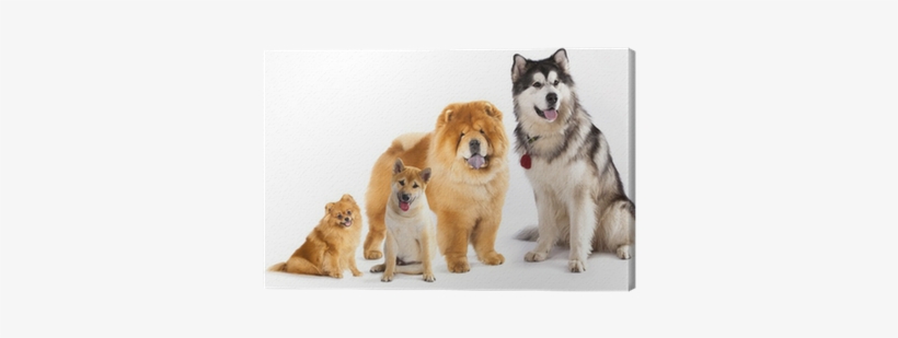 Alaskan Malumut, Shiba Inu, Pomeranian, Chow Chow, - Healthy Breeds 1053-chow-001 Chow Chow Hypoallergenic, transparent png