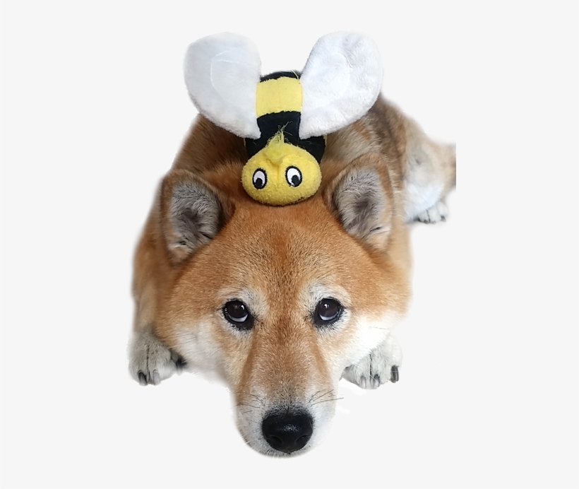 Shiba Inu Dog With Bee - Bee Shiba, transparent png