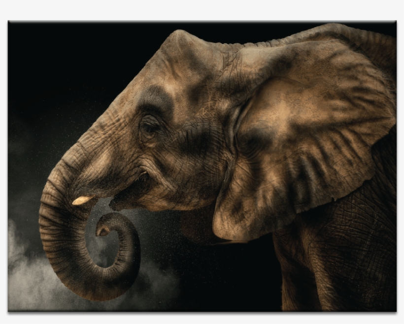 Fibonacci - Print On Canvas: Fibonacci By Pedro Jarque, transparent png