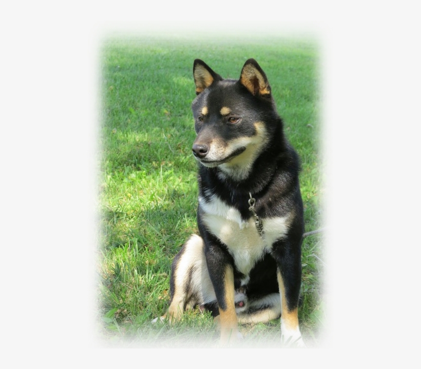 Our Male Shiba Inus - Father, transparent png