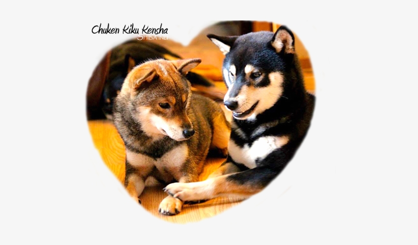 Chuken Kiku Kensha Shiba Inu Kennel Ckk Elevage - Shiba Inu, transparent png