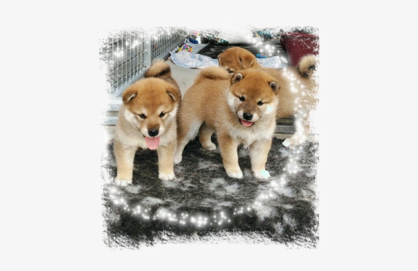 No Pups Available - Puppy, transparent png