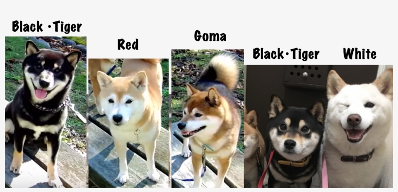 Shiba Inu, transparent png