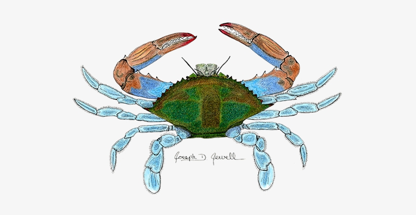 Blue Crab - Chesapeake Blue Crab, transparent png