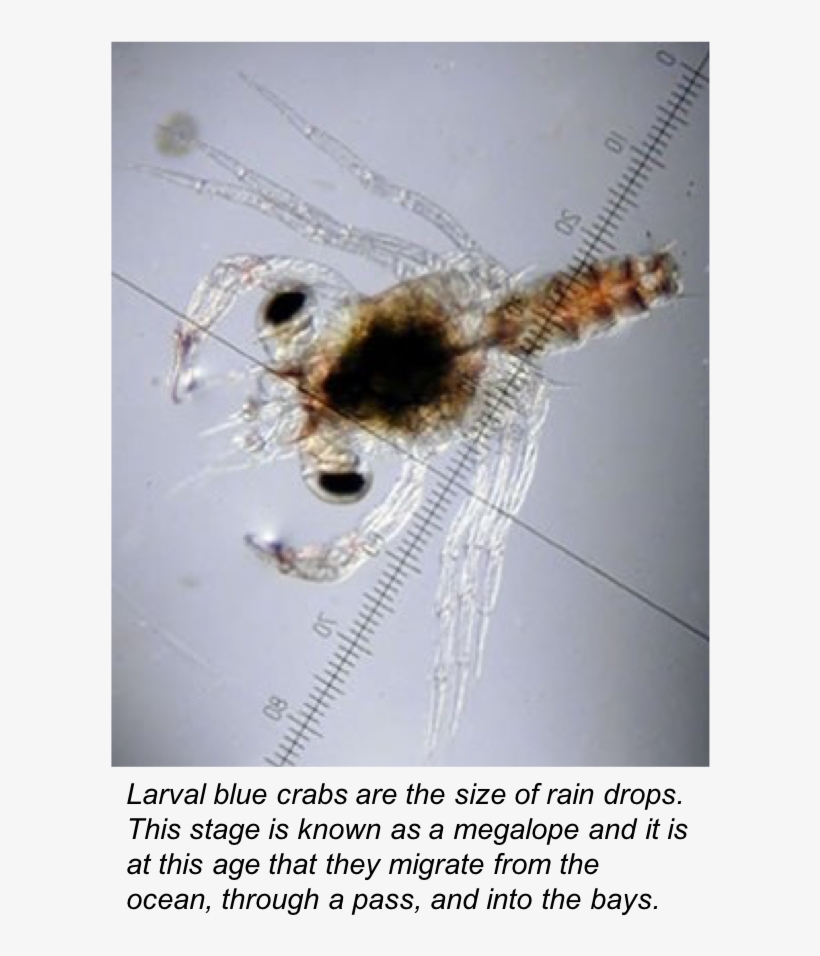 Bluecrab - Blue Crab Megalopae, transparent png