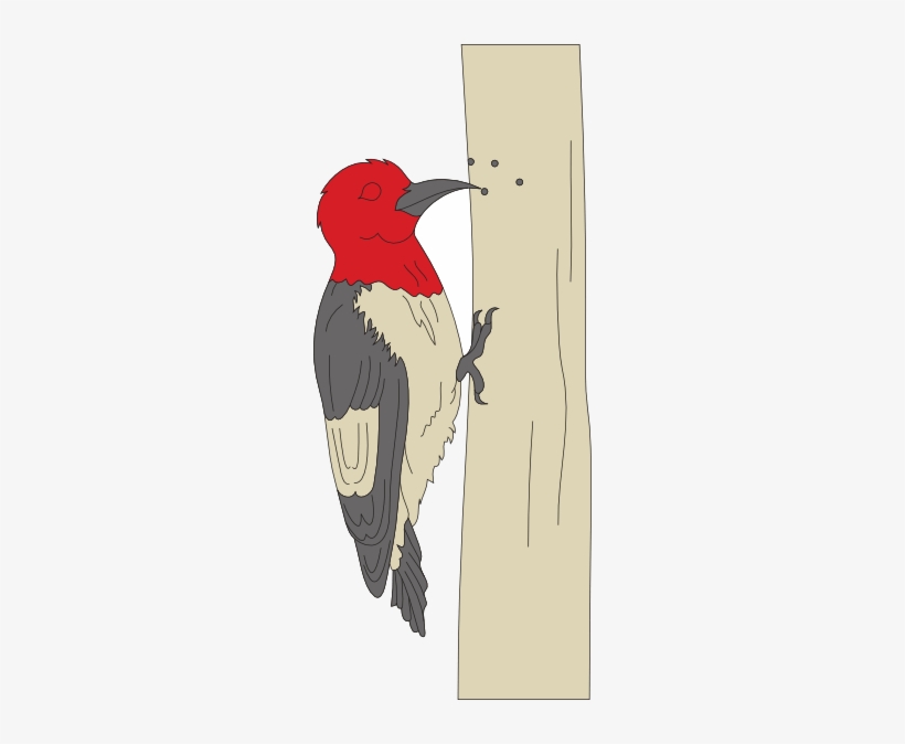 Pecking Woodpecker Clip Art - Woodpecker Clip Art, transparent png